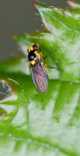 Liriomyza sp.